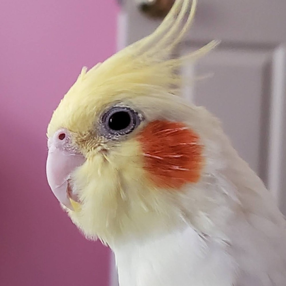 Meet your Posher, Josh